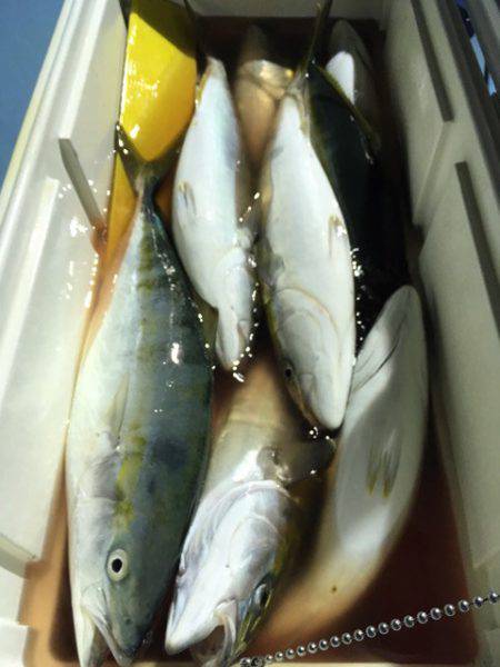 第二八坂丸 釣果