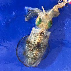 まるいち丸 ZERO-1 釣果