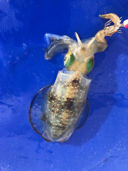 まるいち丸 ZERO-1 釣果