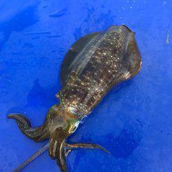 まるいち丸 ZERO-1 釣果