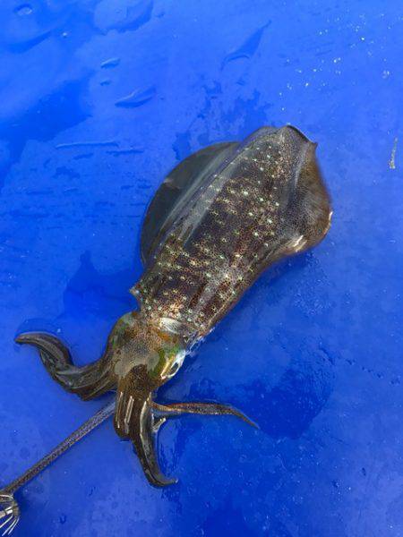 まるいち丸 ZERO-1 釣果