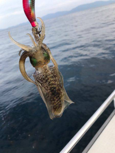 まるいち丸 ZERO-1 釣果