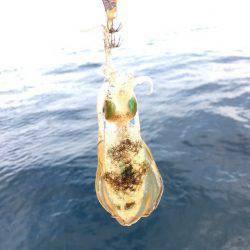 まるいち丸 ZERO-1 釣果