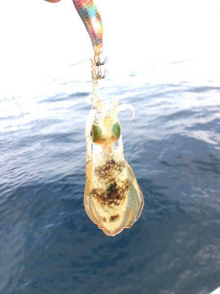 まるいち丸 ZERO-1 釣果