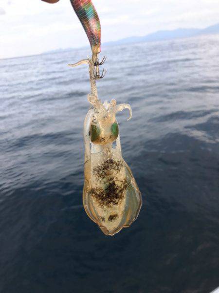 まるいち丸 ZERO-1 釣果