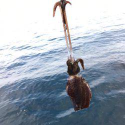 まるいち丸 ZERO-1 釣果