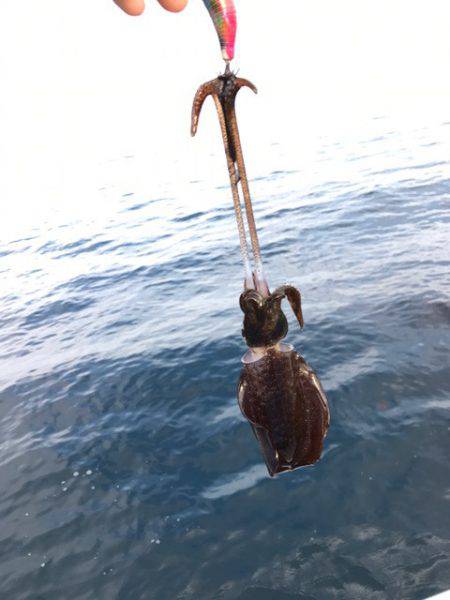 まるいち丸 ZERO-1 釣果