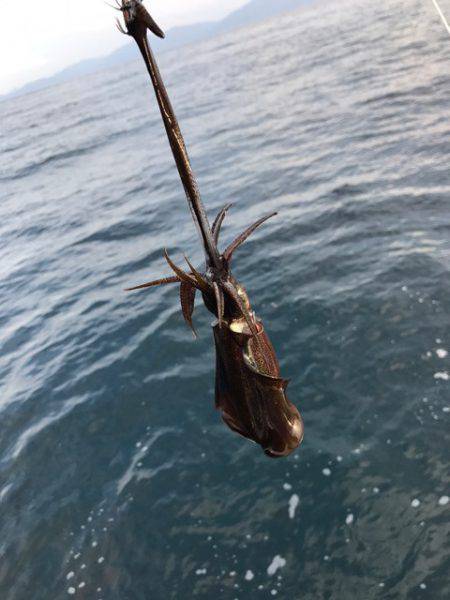 まるいち丸 ZERO-1 釣果