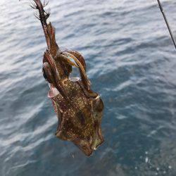 まるいち丸 ZERO-1 釣果