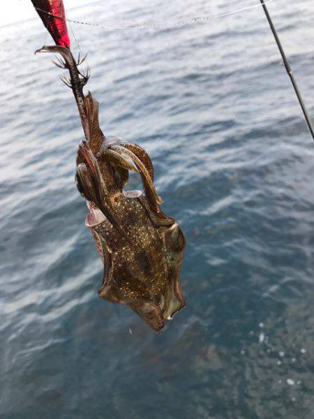 まるいち丸 ZERO-1 釣果