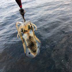 まるいち丸 ZERO-1 釣果