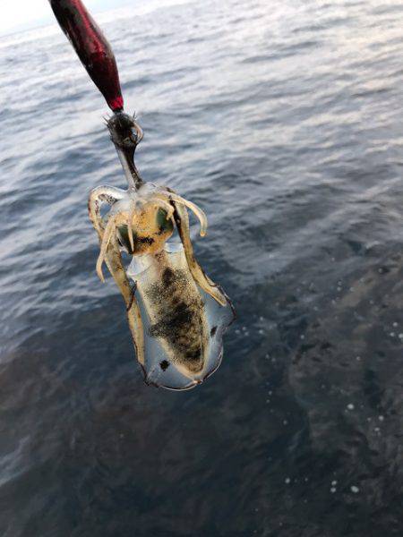 まるいち丸 ZERO-1 釣果