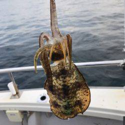 まるいち丸 ZERO-1 釣果