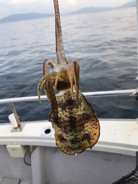 まるいち丸 ZERO-1 釣果