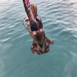 まるいち丸 ZERO-1 釣果