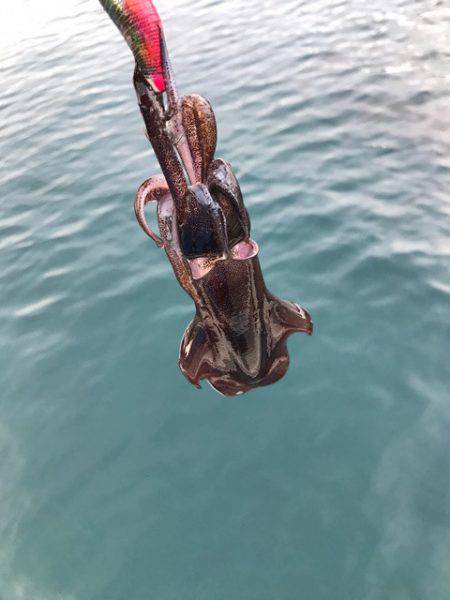 まるいち丸 ZERO-1 釣果