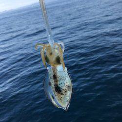 まるいち丸 ZERO-1 釣果