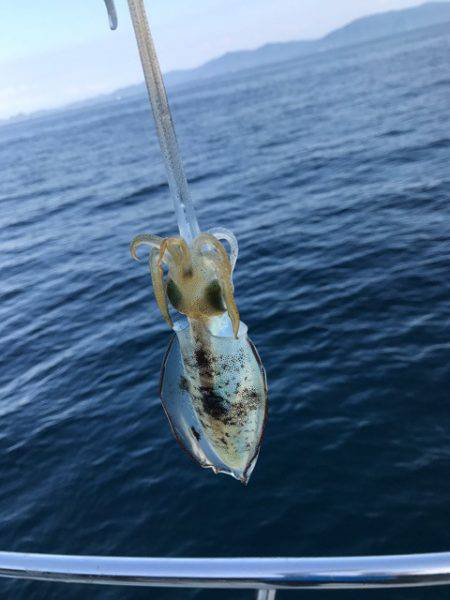 まるいち丸 ZERO-1 釣果