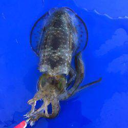 まるいち丸 ZERO-1 釣果