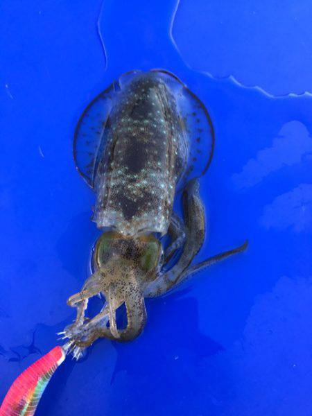 まるいち丸 ZERO-1 釣果