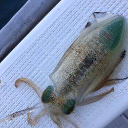 まるいち丸 ZERO-1 釣果