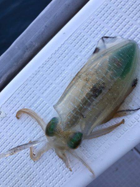 まるいち丸 ZERO-1 釣果