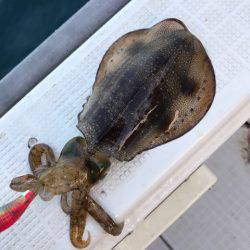 まるいち丸 ZERO-1 釣果