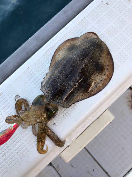 まるいち丸 ZERO-1 釣果