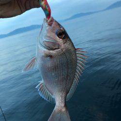 まるいち丸 ZERO-1 釣果