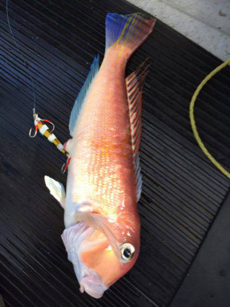 第二龍勢丸 釣果