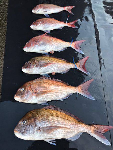 まるいち丸 ZERO-1 釣果