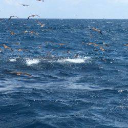海楽隊 華栞丸 釣果