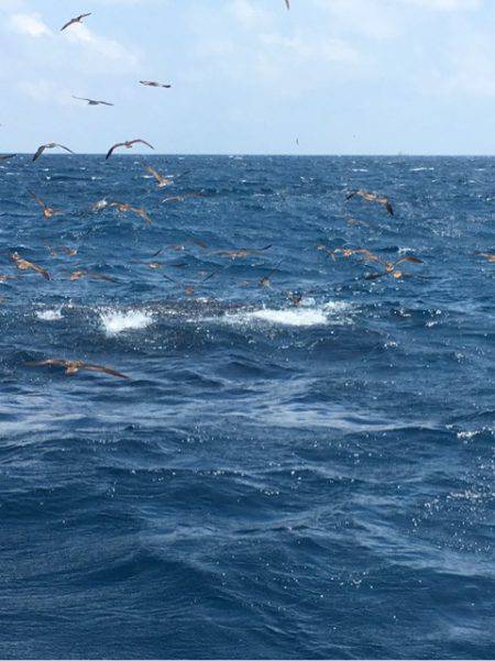 海楽隊 華栞丸 釣果