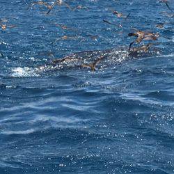 海楽隊 華栞丸 釣果