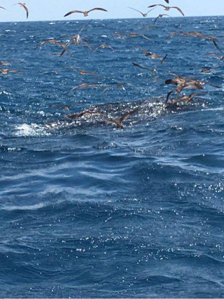 海楽隊 華栞丸 釣果
