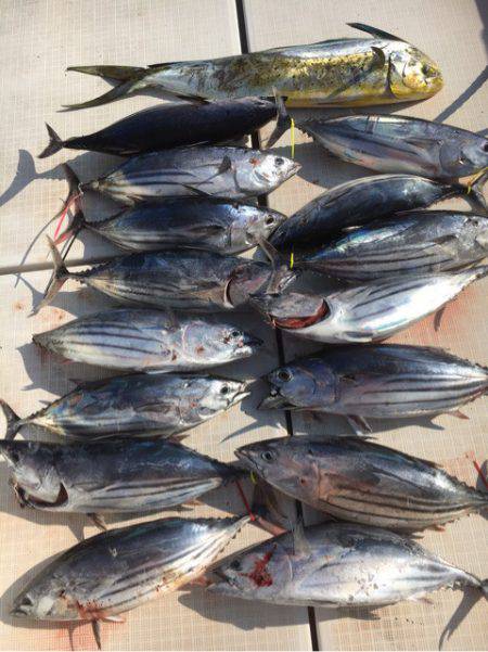 海楽隊 華栞丸 釣果