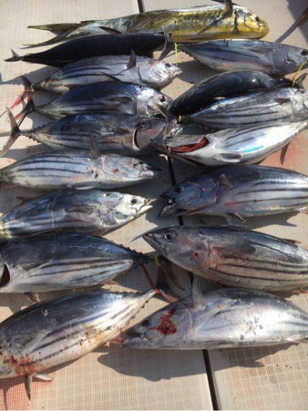 海楽隊 華栞丸 釣果