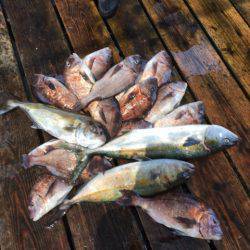 釣り堀水宝 釣果