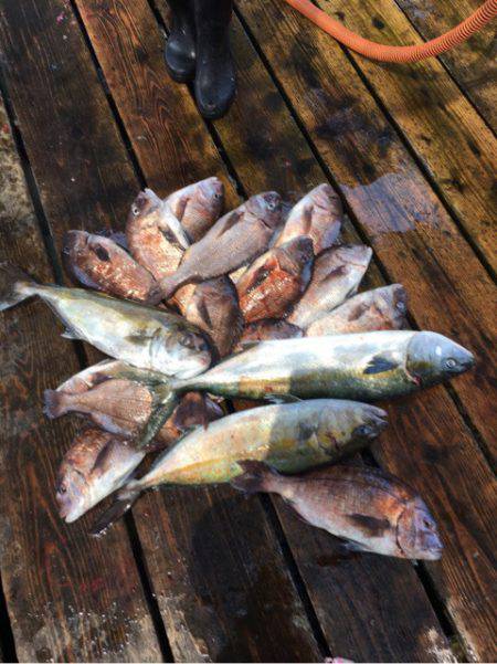 釣り堀水宝 釣果