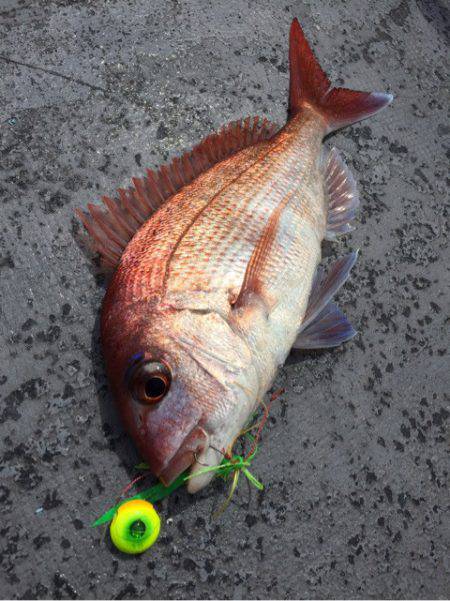 第二 海洋丸 釣果