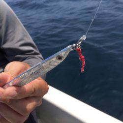 「LaGooN」蒼陽丸 日和号 釣果