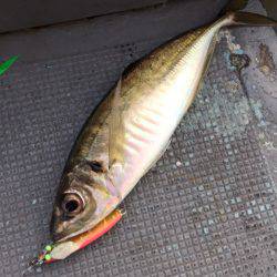 第二 海洋丸 釣果