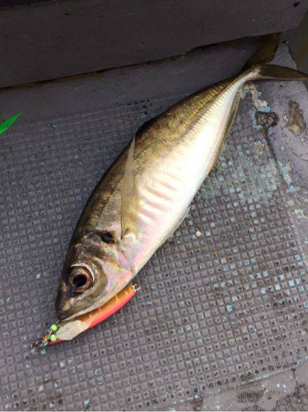 第二 海洋丸 釣果