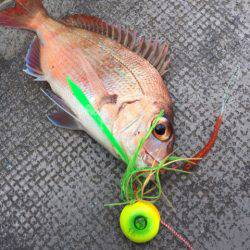 第二 海洋丸 釣果