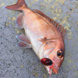 第二 海洋丸 釣果