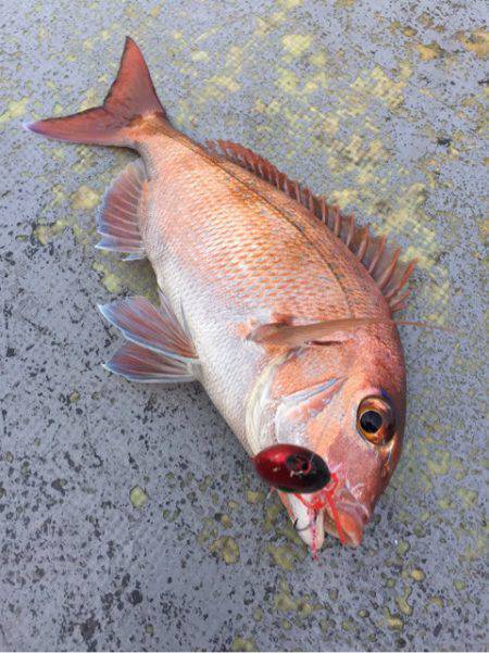 第二 海洋丸 釣果