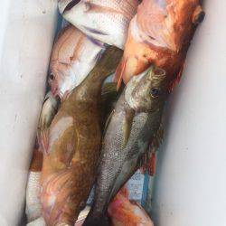 「LaGooN」蒼陽丸 日和号　 釣果