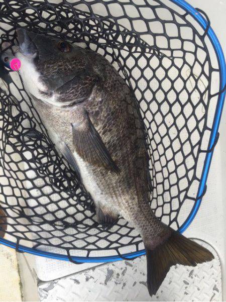 「LaGooN」蒼陽丸 日和号 釣果