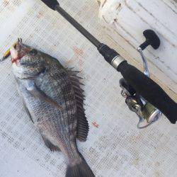 「LaGooN」蒼陽丸 日和号 釣果