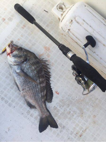 「LaGooN」蒼陽丸 日和号 釣果